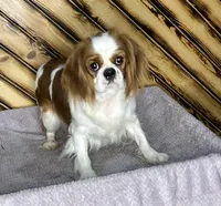 Dixie, a female Cavalier King Charles Spaniel for sale in Fredericksburg, OH – Photo 1 of 5
