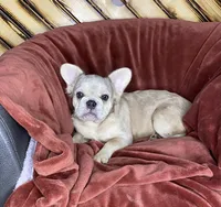 Izzy, a female French Bulldog for sale in Fredericksburg, OH – Photo 2 of 4