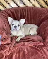 Izzy, a female French Bulldog for sale in Fredericksburg, OH – Photo 3 of 4