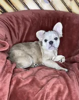 Izzy, a female French Bulldog for sale in Fredericksburg, OH – Photo 1 of 4