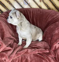 Izzy, a female French Bulldog for sale in Fredericksburg, OH – Photo 4 of 4