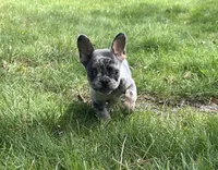 Romeo, a male French Bulldog for sale in Fredericksburg, OH – 2 of 8