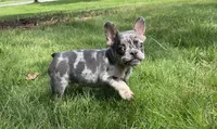 Romeo, a male French Bulldog for sale in Fredericksburg, OH – 6 of 8