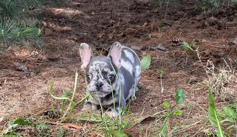 Romeo – French Bulldog puppy for sale in Fredericksburg, OH