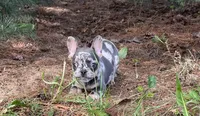 Romeo, a male French Bulldog for sale in Fredericksburg, OH – 1 of 8