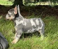 Romeo, a male French Bulldog for sale in Fredericksburg, OH – 5 of 8