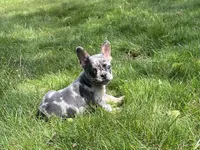 Romeo, a male French Bulldog for sale in Fredericksburg, OH – 4 of 8