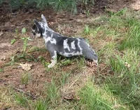 Romeo, a male French Bulldog for sale in Fredericksburg, OH – 8 of 8