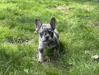 Romeo, a male French Bulldog for sale in Fredericksburg, OH – 7 of 8