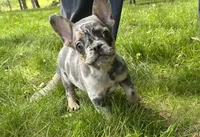 Romeo, a male French Bulldog for sale in Fredericksburg, OH – 3 of 8
