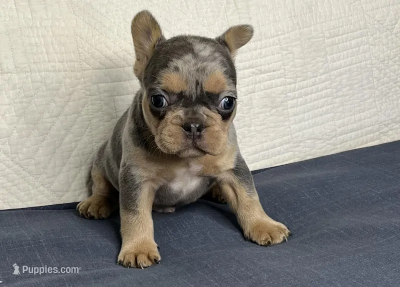 Romeo – French Bulldog puppy for sale in Fredericksburg, OH