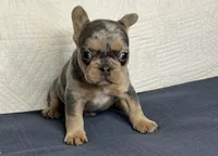 Romeo, a male French Bulldog for sale in Fredericksburg, OH – Photo 1 of 6