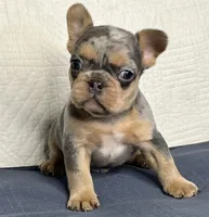 Romeo, a male French Bulldog for sale in Fredericksburg, OH – Photo 2 of 6