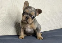 Romeo, a male French Bulldog for sale in Fredericksburg, OH – Photo 5 of 6