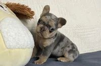 Romeo, a male French Bulldog for sale in Fredericksburg, OH – Photo 6 of 6