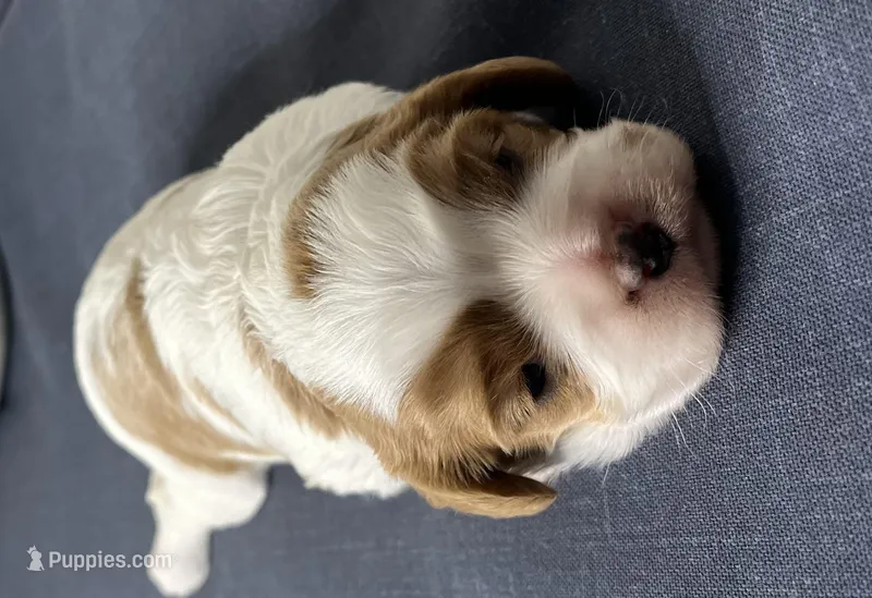 Jada – Cavalier King Charles Spaniel puppy for sale in Fredericksburg, OH