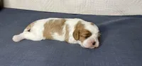 Jada, a female Cavalier King Charles Spaniel for sale in Fredericksburg, OH – Photo 4 of 6