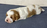 Jada, a female Cavalier King Charles Spaniel for sale in Fredericksburg, OH – Photo 2 of 6