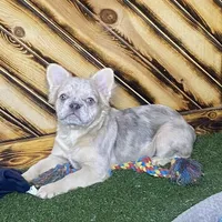 Maxine, a female French Bulldog for sale in Fredericksburg, OH – Photo 2 of 5