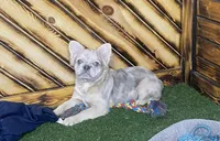 Maxine, a female French Bulldog for sale in Fredericksburg, OH – Photo 2 of 5