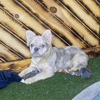 Maxine, a female French Bulldog for sale in Fredericksburg, OH – Photo 3 of 5