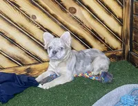 Maxine, a female French Bulldog for sale in Fredericksburg, OH – Photo 3 of 5
