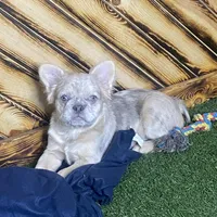 Maxine, a female French Bulldog for sale in Fredericksburg, OH – Photo 5 of 5