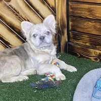 Maxine, a female French Bulldog for sale in Fredericksburg, OH – Photo 4 of 5