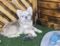 Maxine, a female French Bulldog for sale in Fredericksburg, OH – Photo 4 of 5