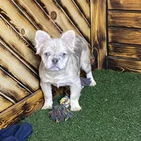 Maxine, a female French Bulldog for sale in Fredericksburg, OH – Photo 1 of 5