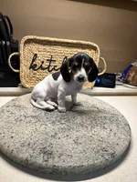 Rocky, a male Miniature Dachshund for sale in The Villages, FL – Photo 1 of 5