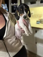 Rocky, a male Miniature Dachshund for sale in The Villages, FL – Photo 3 of 5