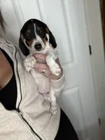 Rocky, a male Miniature Dachshund for sale in The Villages, FL – Photo 2 of 5