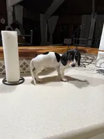 Rocky, a male Miniature Dachshund for sale in The Villages, FL – Photo 5 of 5