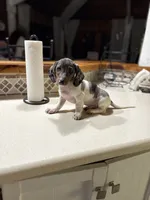 Mario, a male Miniature Dachshund for sale in The Villages, FL – Photo 3 of 7