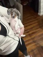 Mario, a male Miniature Dachshund for sale in The Villages, FL – Photo 2 of 7