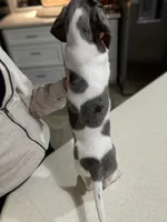 Mario, a male Miniature Dachshund for sale in The Villages, FL – Photo 4 of 7