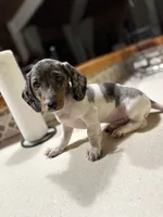 Mario, a male Miniature Dachshund for sale in The Villages, FL – Photo 7 of 7