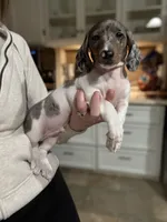 Mario, a male Miniature Dachshund for sale in The Villages, FL – Photo 1 of 7