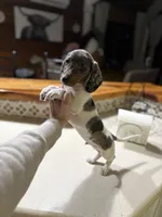 Mario, a male Miniature Dachshund for sale in The Villages, FL – Photo 5 of 7