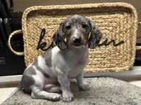 Mario, a male Miniature Dachshund for sale in The Villages, FL – Photo 6 of 7