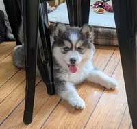Echo, a female Siberian Husky and Pomsky for sale in Charlotte, MI – 3 of 5