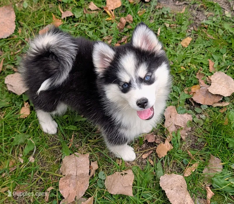 Mango  – Siberian Husky, Pomsky puppy for sale in Charlotte, MI