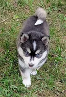 Andre, a male Siberian Husky and Pomsky for sale in Charlotte, MI – 2 of 2