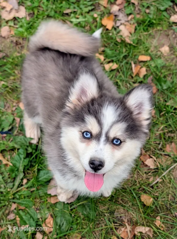 Echo – Siberian Husky, Pomsky puppy for sale in Charlotte, MI