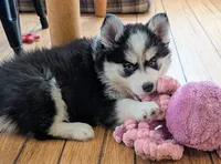 Mango , a female Siberian Husky and Pomsky for sale in Charlotte, MI – 5 of 7