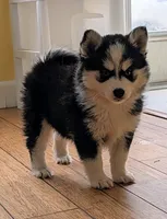 Mango , a female Siberian Husky and Pomsky for sale in Charlotte, MI – 7 of 7
