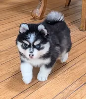 Berry, a male Siberian Husky and Pomsky for sale in Charlotte, MI – 6 of 8