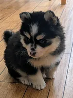 Berry, a male Siberian Husky and Pomsky for sale in Charlotte, MI – 2 of 8