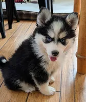Mango , a female Siberian Husky and Pomsky for sale in Charlotte, MI – 2 of 7
